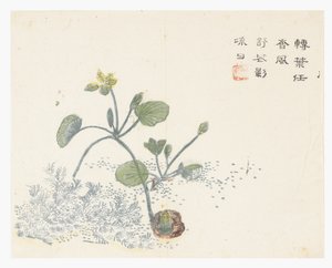 Sennepsfrøhage av Chinese School