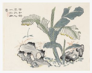 Sennepsfrøhage av Chinese School