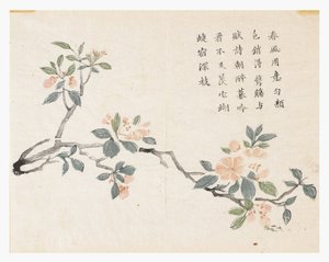 Sennepsfrøhage av Chinese School