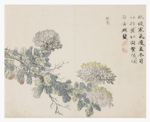 Sennepsfrøhage av Chinese School