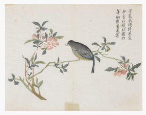 Sennepsfrøhage av Chinese School