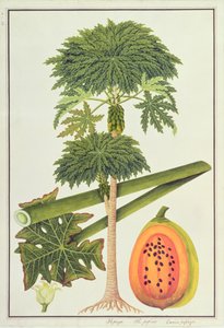 Papaya, The Papau eller Caica Papaya, fra tegninger av planter fra Malacca, ca. 1805-18 (wc på papir) av Chinese School