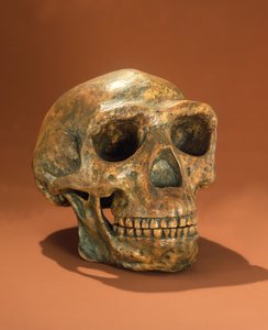 Peking Mans rekonstruerte hodeskalle, Cave Choukoutien (bein) av Chinese School
