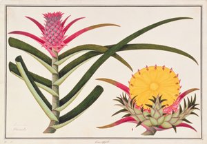 Ananas eller Bromelia, fra tegninger av planter fra Malacca, ca. 1805-18 (wc på papir)
