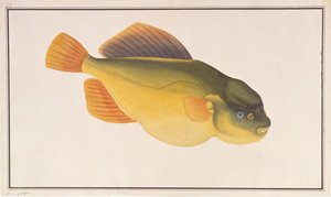 Putterfish, fra Drawings of Fishes from Malacca, ca. 1805-18 (wc på papir) av Chinese School
