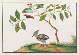 Scarlet-backed Flowerpecker med grå-og-buff spett, fra Drawings of Birds from Malacca, ca. 1805-18 (wc på papir)