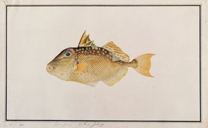 Starry Triggerfish, fra Drawings of Fishes from Malacca, ca. 1805-18 (wc på papir) av Chinese School