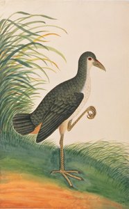 White-breasted Waterhen, fra Tegninger av fugler fra Malacca, ca. 1805-18 (wc på papir) av Chinese School