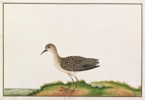 Wood Sandpiper, fra Tegninger av fugler fra Malacca, ca. 1805-18 (wc på papir)