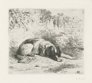 Liggende hund foran en vegg