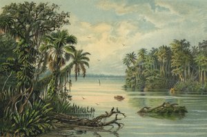 Regnskog på nedre Amazonas, Brasil