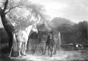 Hester i skog