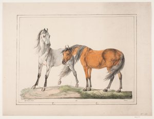 Hestene E & G