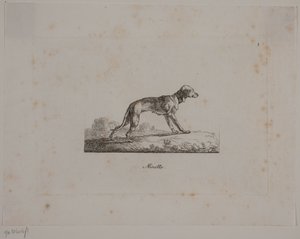 Minette av Christian David Gebauer