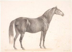 Svart hest av Christian David Gebauer