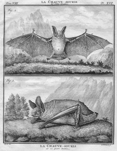 The Bat
