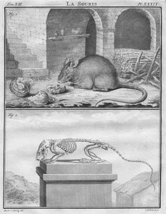 Musen, c1763.