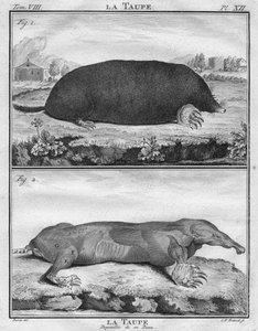 Føflekken og føflekken strippet av huden hennes, c1763.