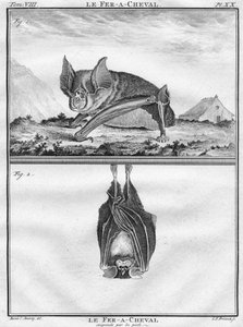 Le Fer-A-Cheval og Le Fer-A-Cheval Suspended by the Feet, c1763.