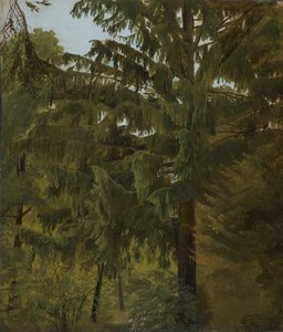 Gran i løvskogen