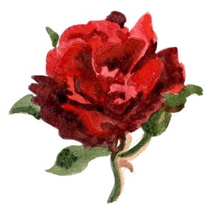 Rød rose, 2011 (akvarell på papir)