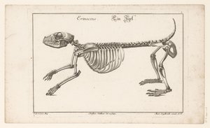 Skjelett av et pinnsvin Erinaceus / Ein Egel (tittel på objekt) Unterschiedliche Sceleta eller Bone-Cörper (serietittel) av Christian Hallbaur