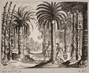 Palmelund med betelpalmer av Christian Rothgiesser