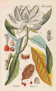 Botanisk håndbok, 1808. av Christian Schkuhr