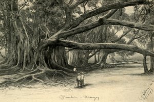 Kjempetrær i Buitenzorg, Java, 1898. av Christian Wilhelm Allers