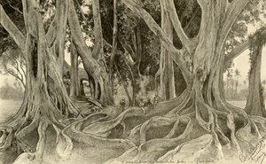 Kjempetrær i den botaniske hagen, Peradeniya, Kandy, Ceylon, 1898. av Christian Wilhelm Allers