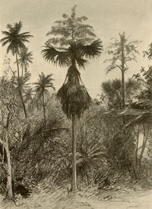 Talipot-palme etter blomstring, Ceylon, 1898. av Christian Wilhelm Allers