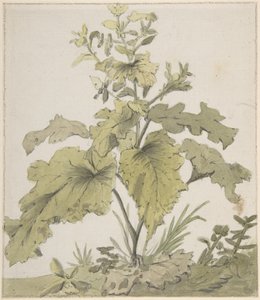 Studie av en plante av Christian Wilhelm Ernst Dietrich
