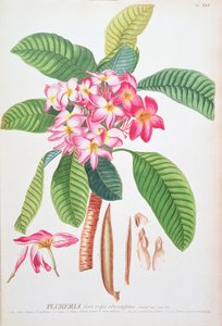 Plumeria: aus Plantae Selectae, von Christoph Jacob Trew und Georg Dionysius Ehret (1710-70); Frangipanier von Christoph Jacob & Ehert Georg Dionysius (1708/9-70) Trew