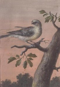 En fugl på en gren, (gouache), (se også 60075) av Christoph Ludwig Agricola