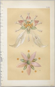 Kunsten å dekorativt design: med et vedlegg, som gir klokkeslett for blomstene åpne, utgitt av Day & Son, London, 1862 av Christopher Dresser