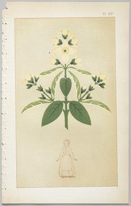 Kunsten å dekorativt design: med et vedlegg, som gir klokkeslett for blomstene åpne, utgitt av Day & Son, London, 1862 av Christopher Dresser