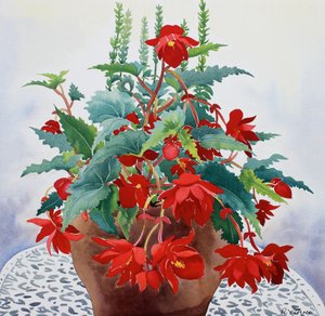 Begonia (akvarell på papir) av Christopher Ryland