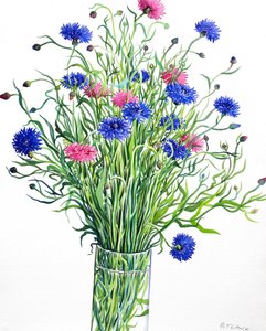 Kornblomster (akvarell på papir)