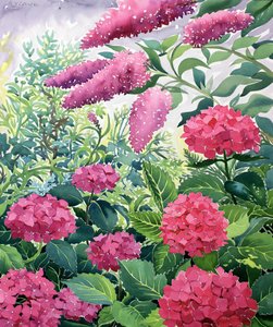Hagehortensia og Buddleia (akvarell på papir)
