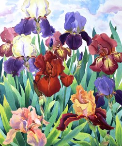 Glemsford Irises av Christopher Ryland
