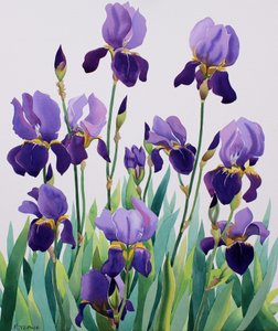 Lilla iris av Christopher Ryland
