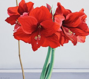 Rød amaryllis (akvarell på papir)