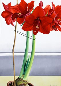 Rød Amaryllis 2 (akvarell på papir) av Christopher Ryland