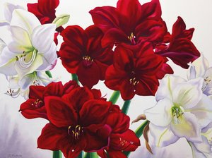 Rød og hvit amaryllis, 2008 (wc på papir) av Christopher Ryland