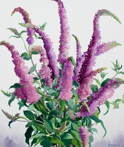 Vill Buddleia av Christopher Ryland