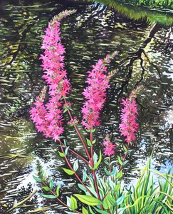 Wild Loosestrife (akvarell på papir) av Christopher Ryland