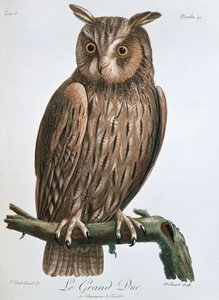 Le Grand Duc", Ørneugle, 1799-1808 av Claude Fessard