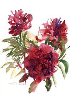 Peonies, 2002 (akvarell)