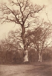 Studie av trær, Bois de Boulogne