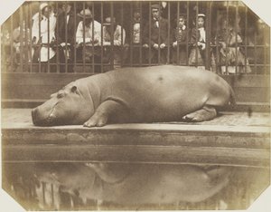 Obaysch, flodhest, London Zoo av Comte de Montizón Don Juan